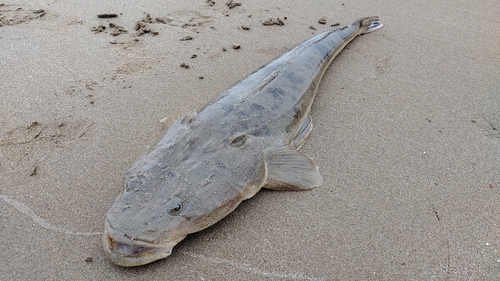 マゴチの釣果