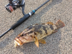 タケノコメバルの釣果