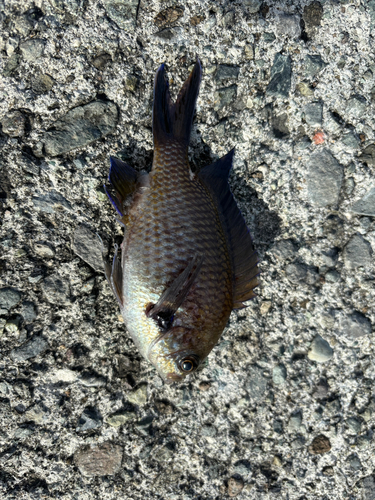 スズメダイの釣果