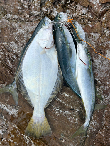 イナダの釣果