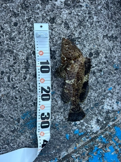 オオモンハタの釣果