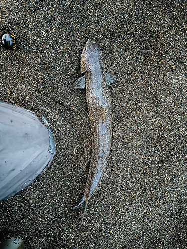 エソの釣果