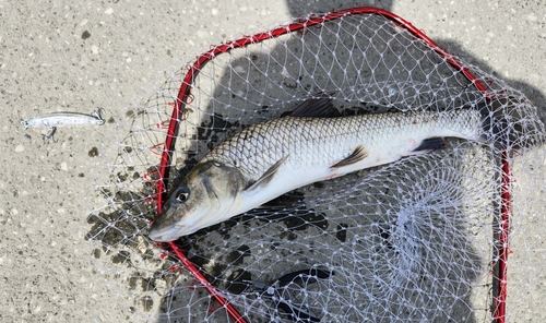 ニゴイの釣果