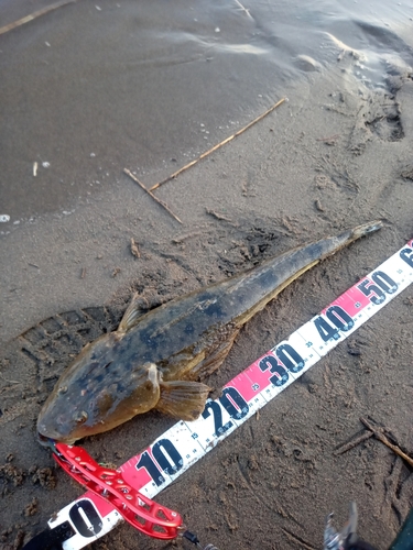 マゴチの釣果