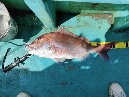 マダイの釣果