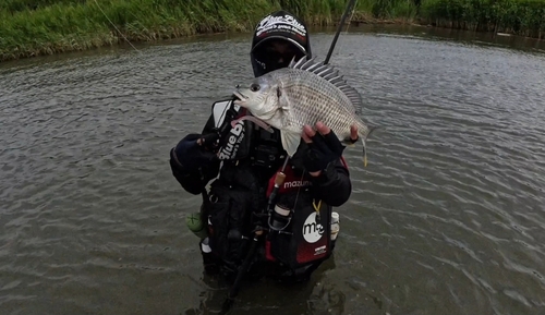 キビレの釣果