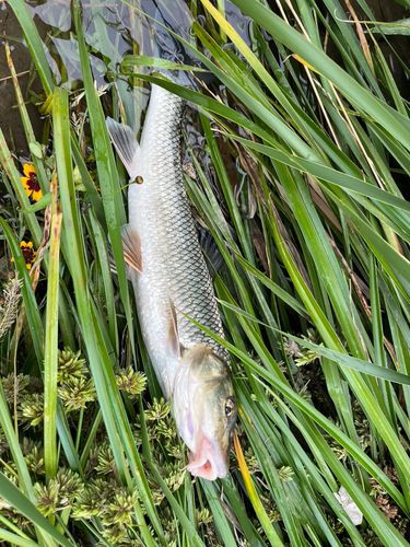 ニゴイの釣果