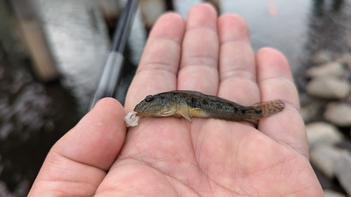 ハゼの釣果