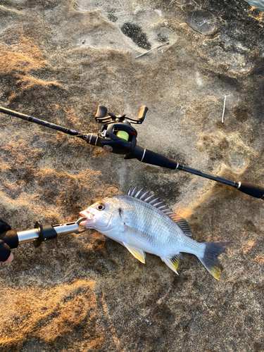 キビレの釣果