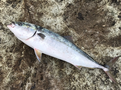 ブリの釣果