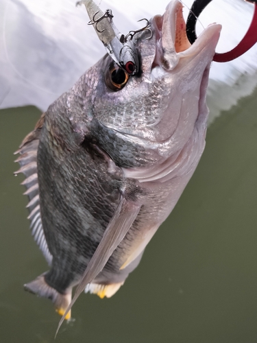 キビレの釣果