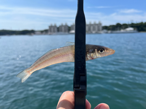 シロギスの釣果