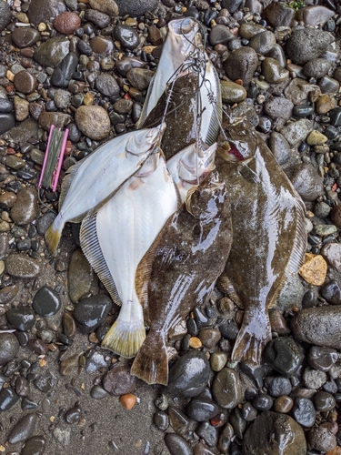 ヒラメの釣果