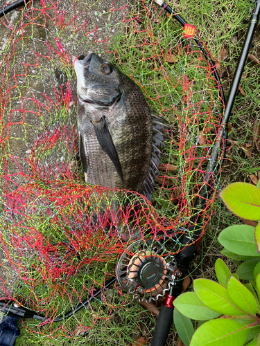 クロダイの釣果