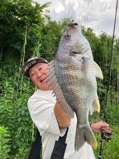 チヌの釣果