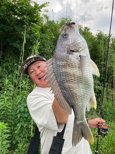 チヌの釣果