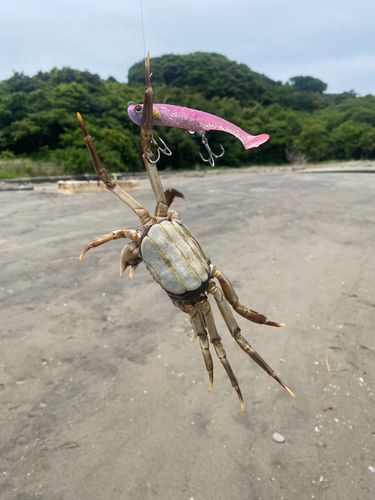 カニの釣果