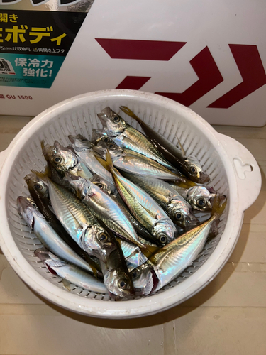 アジの釣果