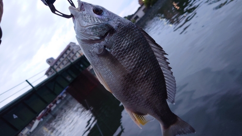 キビレの釣果