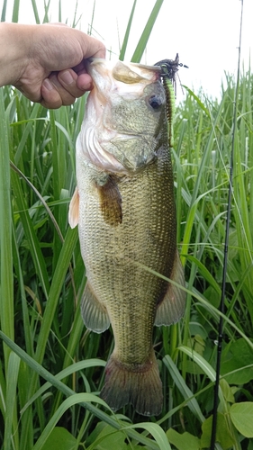 ブラックバスの釣果