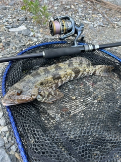 アイナメの釣果
