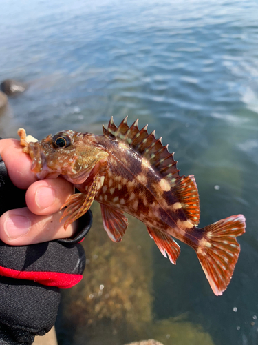 カサゴの釣果