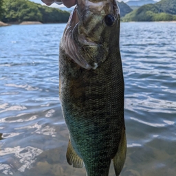 スモールマウスバス