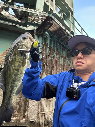 ラージマウスバスの釣果