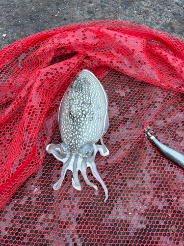 シリヤケイカの釣果