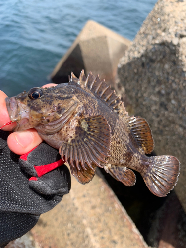 ムラソイの釣果