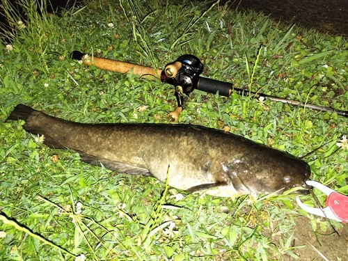 ナマズの釣果