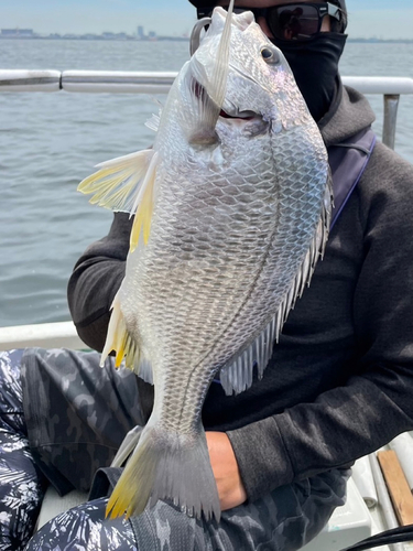 キビレの釣果