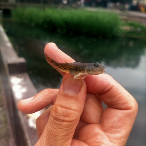 ハゼの釣果