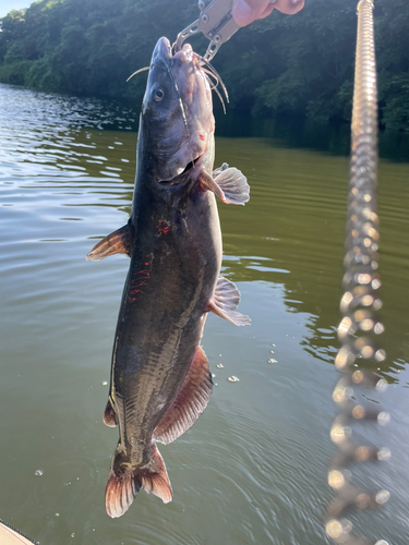 アメリカナマズの釣果