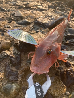 ホウボウの釣果