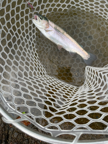 ニジマスの釣果