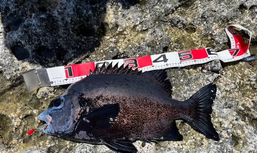 イシガキダイの釣果