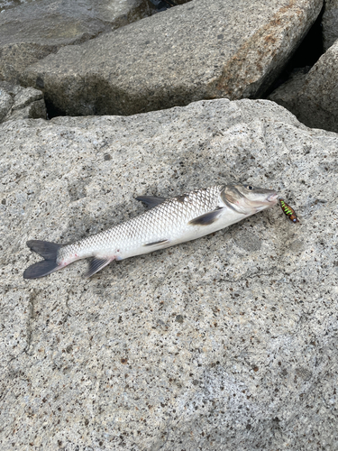 ウグイの釣果