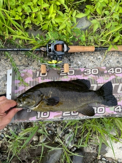 スモールマウスバスの釣果