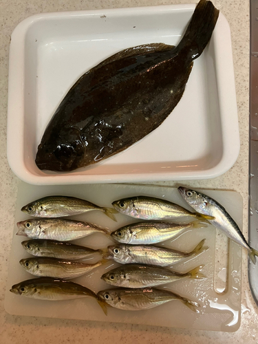 ヒラメの釣果