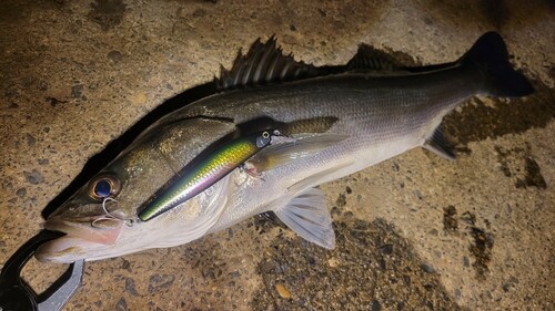 シーバスの釣果