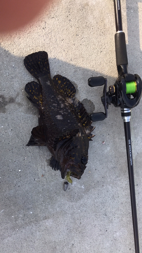 オウゴンムラソイの釣果