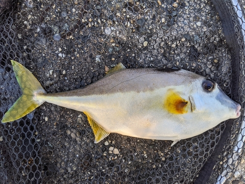 ギマの釣果