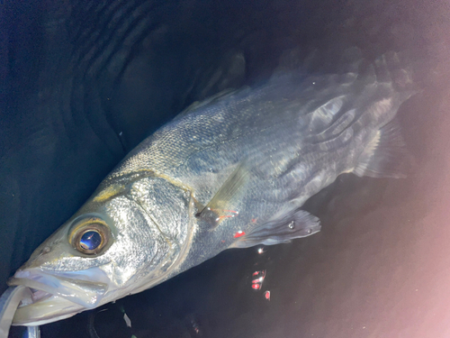 フッコ（マルスズキ）の釣果