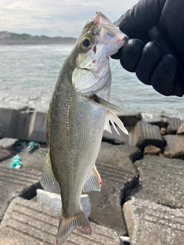 セイゴ（マルスズキ）の釣果