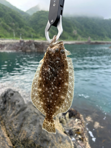 ソゲの釣果