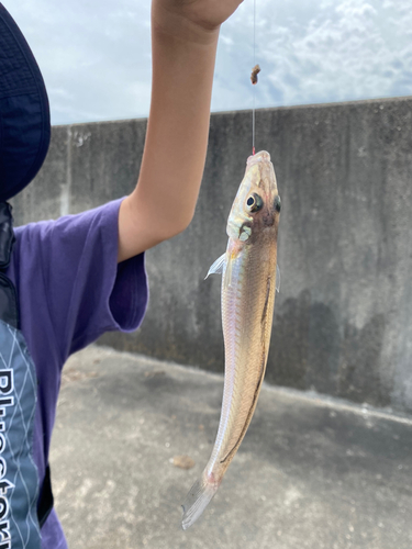 シロギスの釣果