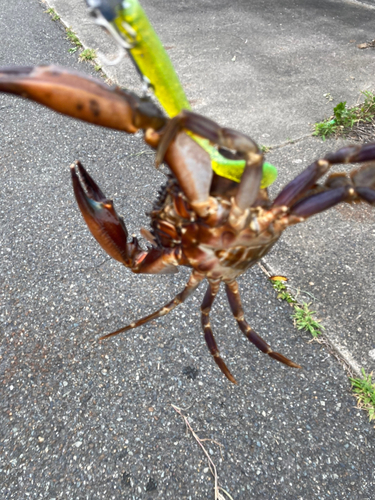 カニの釣果