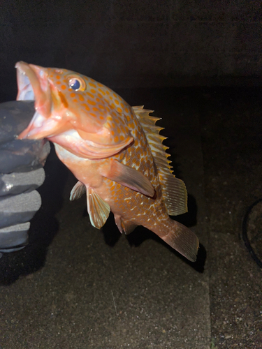 アコウの釣果