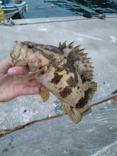 ベッコウゾイの釣果